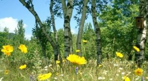 Stowe Meadows